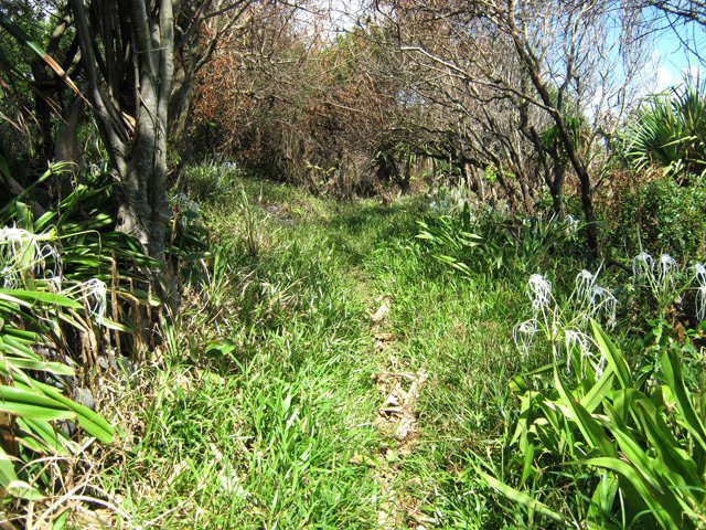 Possibilité d'éviter la plage par des sentiers dans les herbes