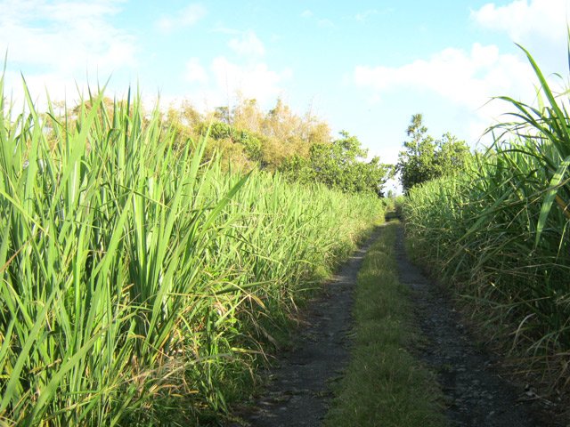 La piste dans les cannes pour se diriger vers le Petit Saint-Pierre