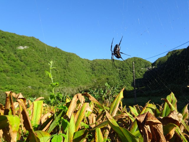 Le village abrite une importante colonie de bibes