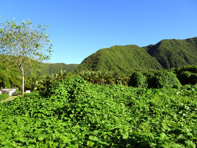 Grandes étendues de chouchous qui envahissent tout