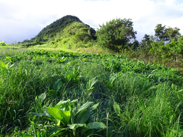 Le piton depuis les champs. Le plus dur est terminé