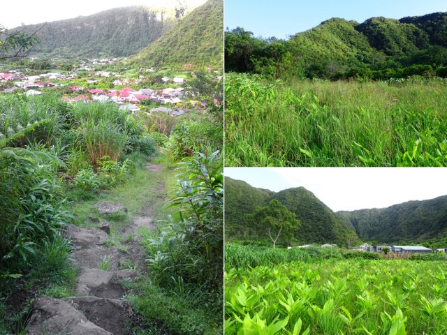 La fin de la descente et deux plantations de curcuma