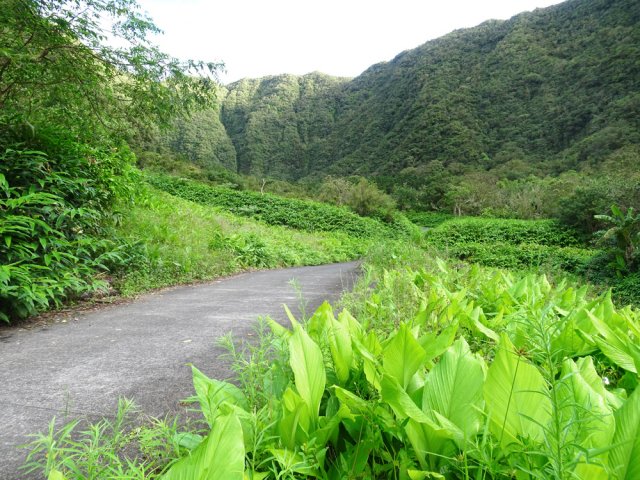 Et toujours des curcumas jusqu'à 800 m