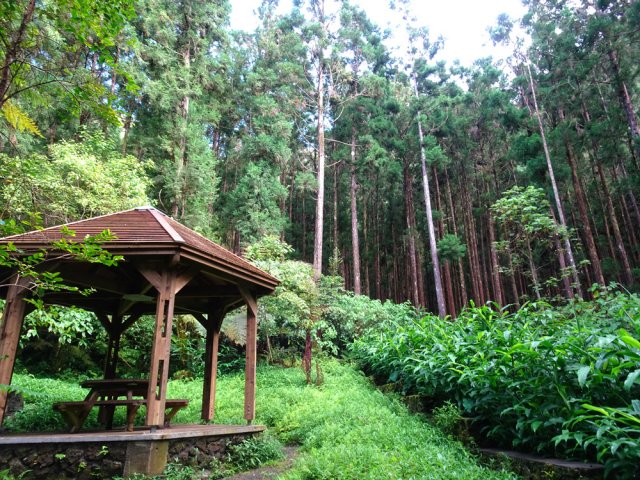 Superbe aire de pique-nique sous les cryptomerias