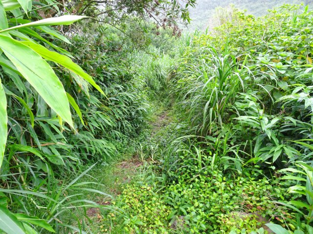 Au retour, ne pas manquer la piste transformée en sentier