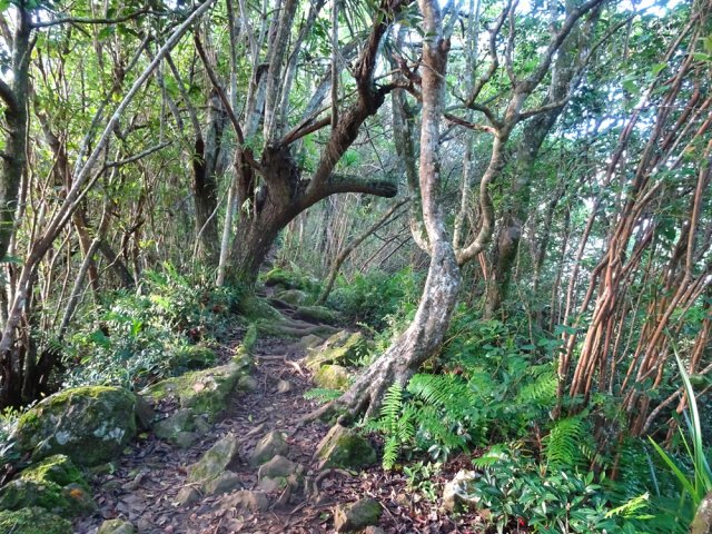Le sentier, dans les bois de couleurs, vers la Petite Plaine
