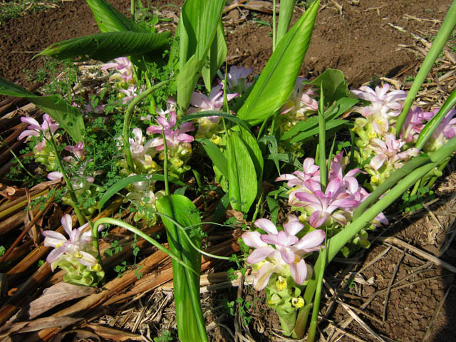 Très belles fleurs de curcuma, juste avant l'été austral