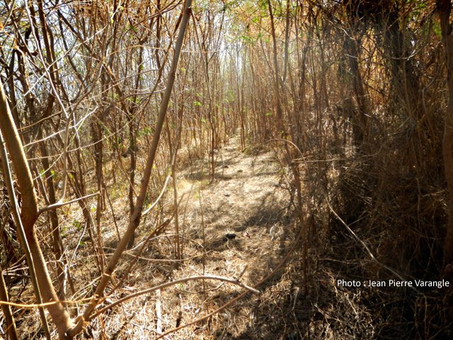Photo 2016 : le sentier se devine encore mais pour combien de temps ?