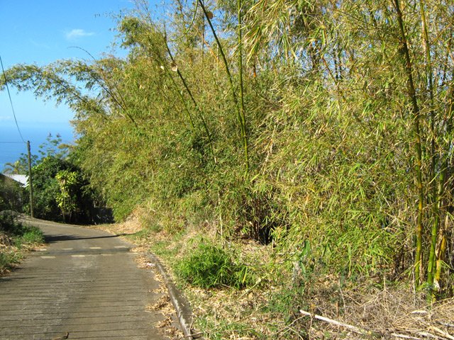 Les bambous entre la route et le canyon de la Grande Ravine