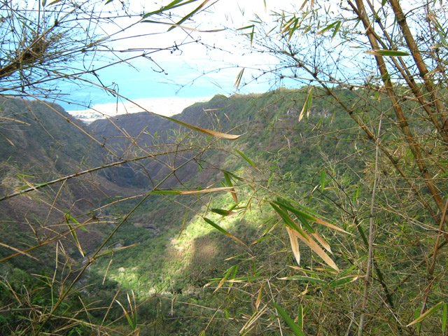 La vallée haute de la Grande Ravine à travers les bambous