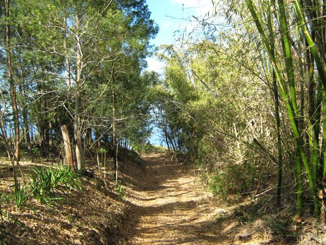 Les bambous bouchent la vue sur la Grande Ravine