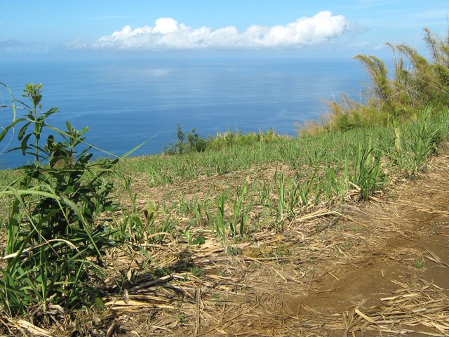 La piste dans les cannes avant la Route des Tamarins