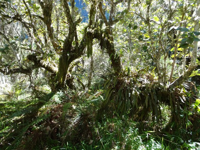 Certaines parties de la forêt sont magnifiques