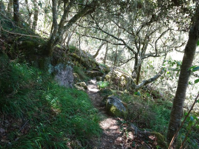 Sous-bois ombragé en pente moyenne