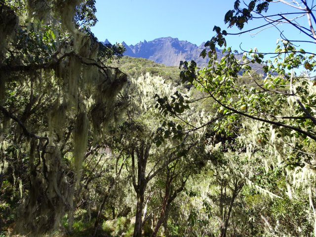 On devine parfois le Gros Morne à travers la végétation