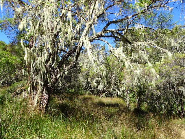 Le sentier suit une longue zone marécageuse couverte de joncs