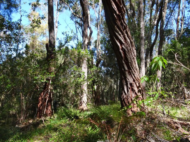 Quelques beaux eucalyptus en début de sentier vers le cap