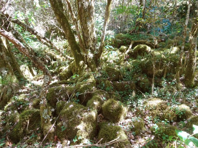 Superbes sous-bois rocheux et moussus