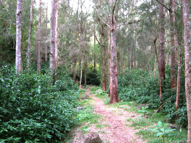 Le début de la forêt de filaos à Cap Blanc