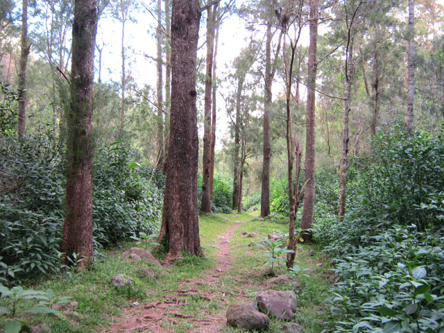 Une autre portion de la forêt de filaos