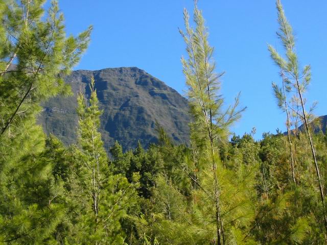 Le Morne Langevin à travers les filaos