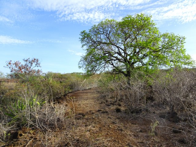 Un tamarin esseulé en bordure de piste