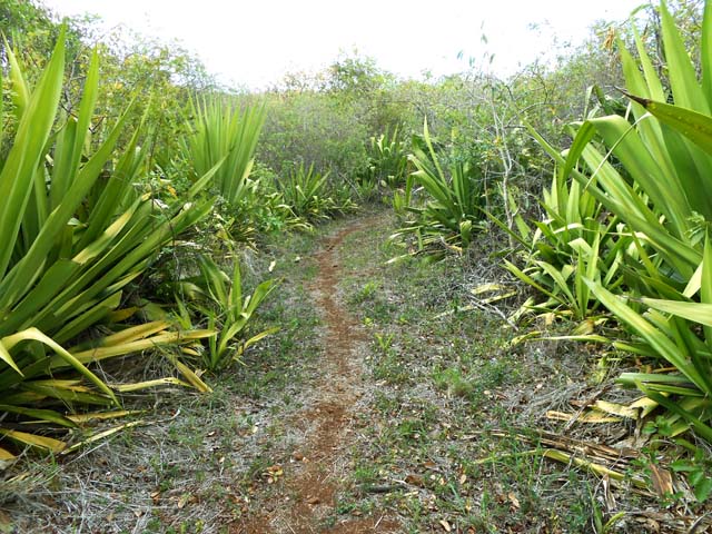 Le sentier partant du Chemin Pontiac
