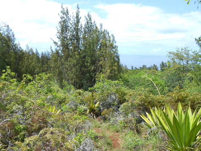 Une idée de la végétation sur le sentier des Cordistes vers l'Océan