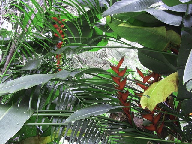 Nouvelles fleurs près des habitations