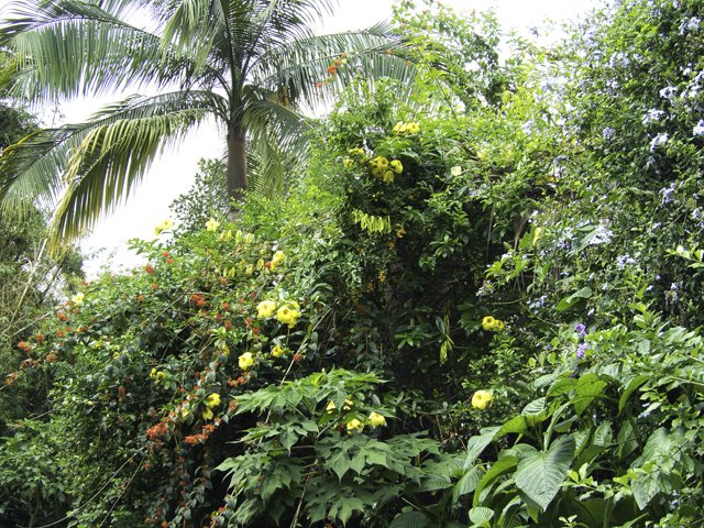 Chercher les jardins luxuriants pour rejoindre le prochain sentier