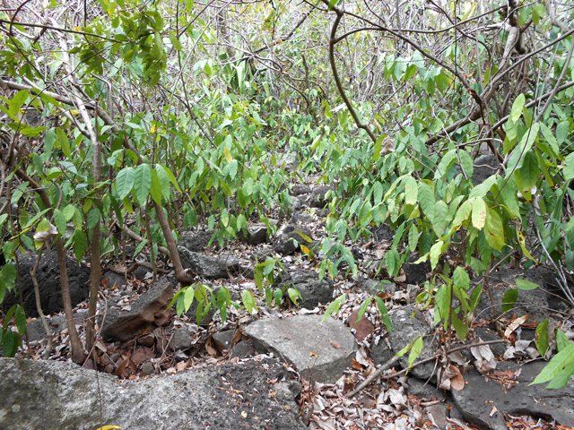 Le sentier de descente est peu utilisé donc difficile
