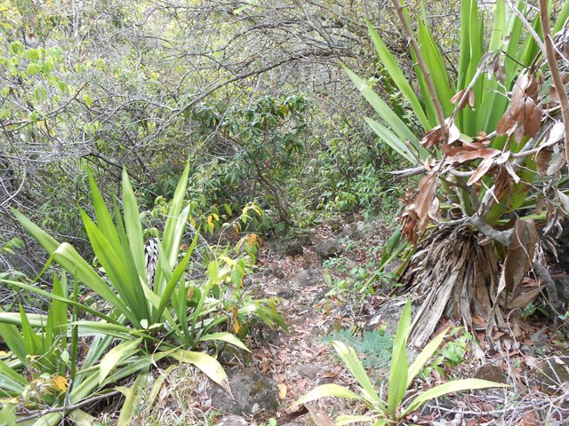 Le sentier de remontée est abrupt mais court dans les chocas