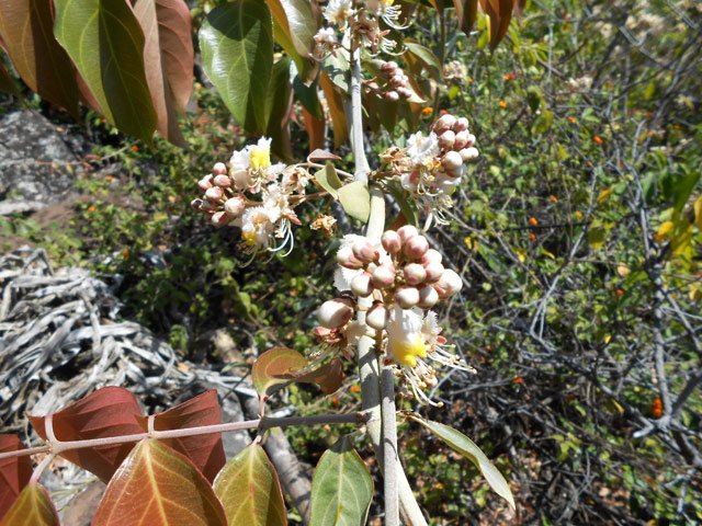 La liane papillon envahit lentement mais sûrement le nord de l'île