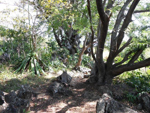 Le sentier des Cordistes vers la Grande Ravine