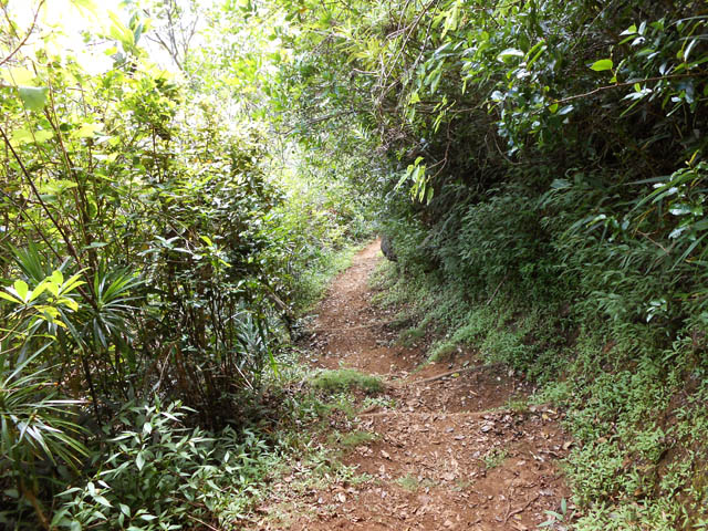 Une portion plate bordée de jouvences dans la descente vers Dos d'Ane