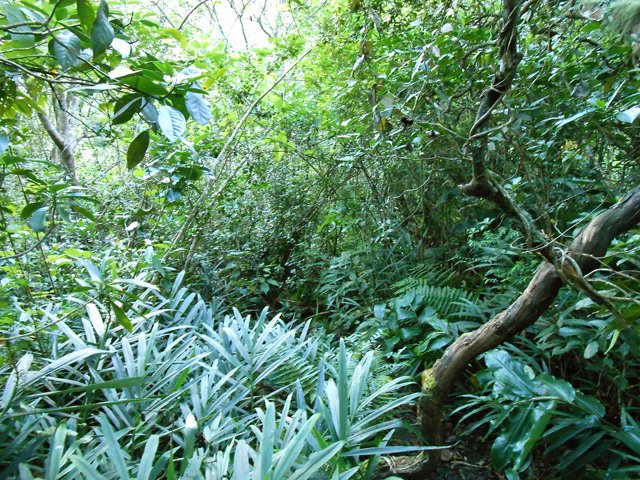 C'est principalement la longoses aux fleurs orange qui a envahi le sous-bois