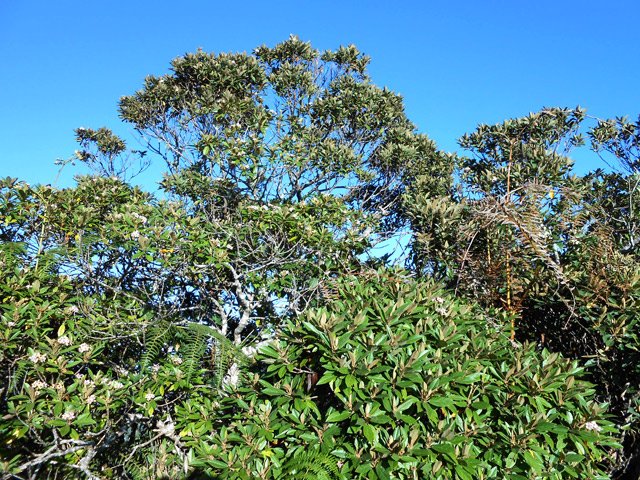 Les bois de couleurs qui dépassent des fougères