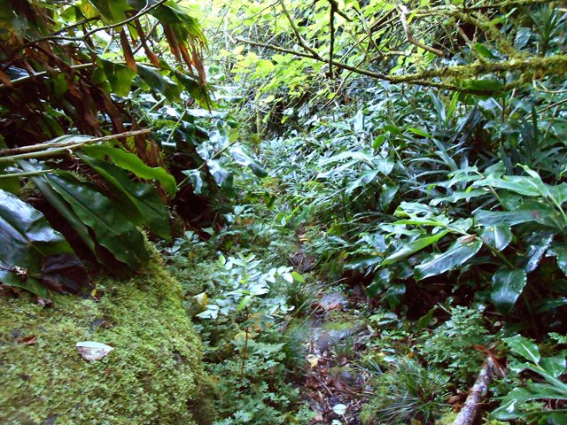 Et toujours des longoses