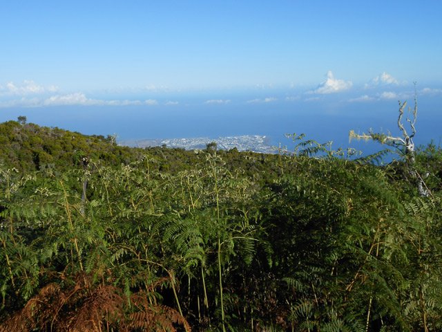 On distingue bien le Port derrière les fougères