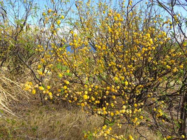 Gare aux épines en frôlant les zépinards ou cassiers