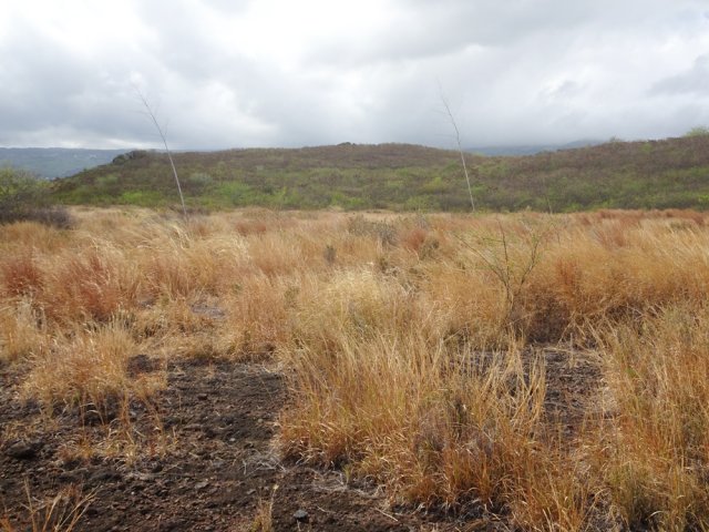 Arrivée dans une nouvelle savane entourant le Piton des Roches Tendres