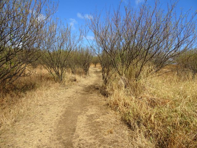 Une des pistes remontant vers le Piton des Roches Tendres