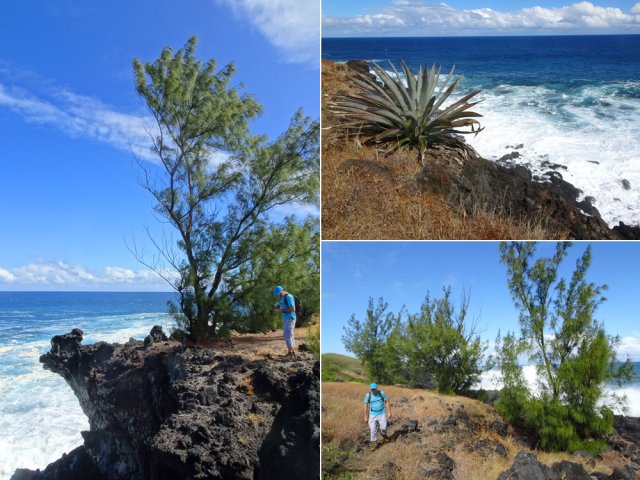 Les rares filaos ont beaucoup de mal à grandir