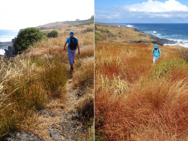 La fin du parcours littoral s'effectue dans une belle savane rougeoyante