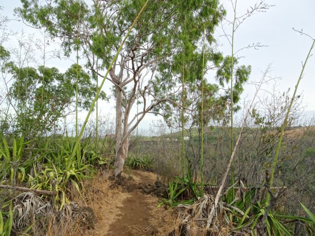 Un eucalyptus esseulé en bordure de rempart