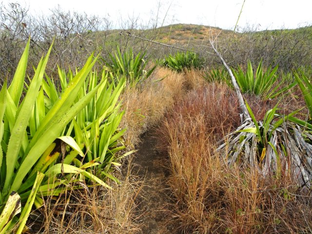 Agréable sentier de savane en direction de la RN1