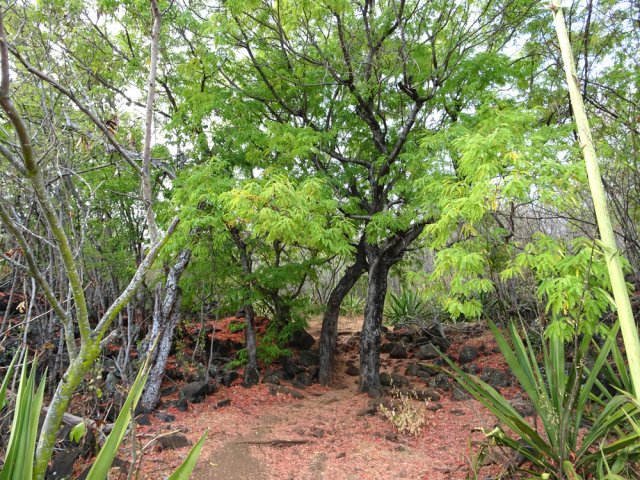 Les feuilles de tamarins rougissent une fois tombées au sol