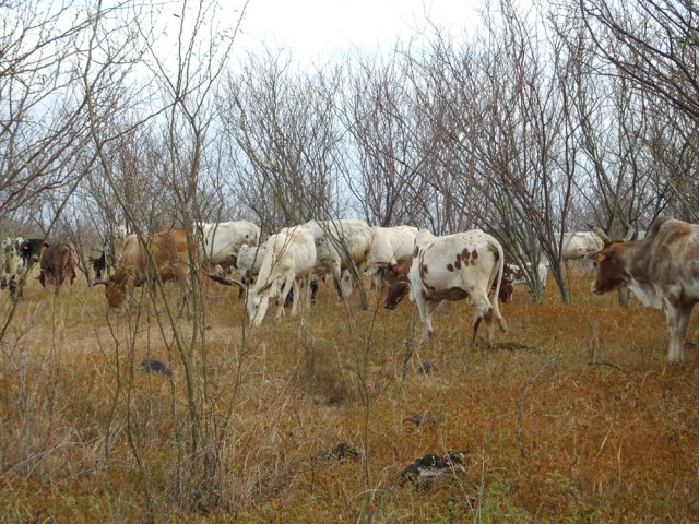 On voit souvent des troupeaux
