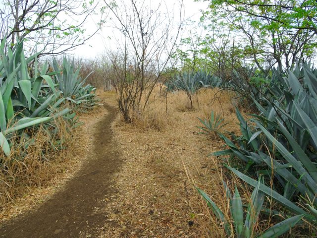 Les chocas verts sont plus nombreux que les jaunes