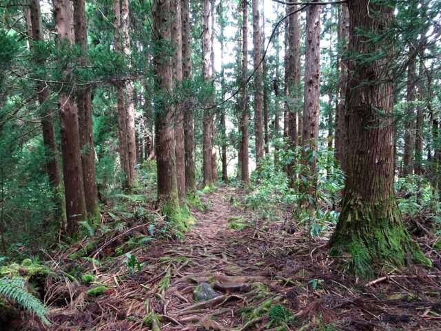 Et toujours des cryptomerias pour revenir vers l'Îlet à Vidot